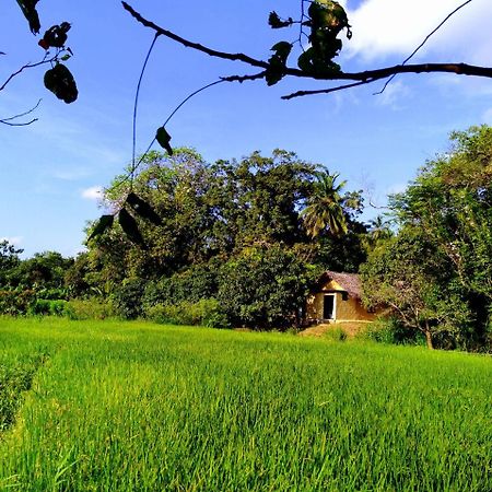 Raintree Villa ดัมบูลลา ภายนอก รูปภาพ