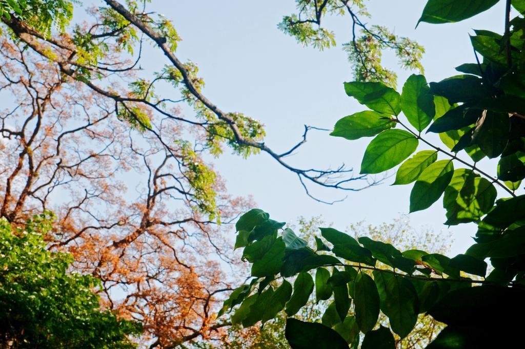 Raintree Villa ดัมบูลลา ภายนอก รูปภาพ